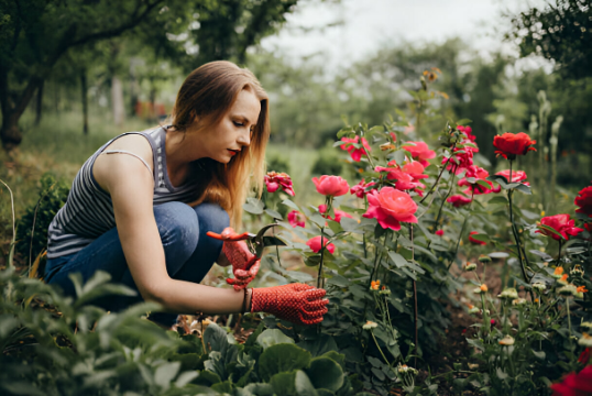 A Step-by-Step Guide For Planting Rose Plants